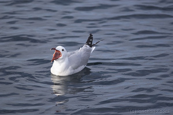 DateTime: 2004:06:28 21:36:01
Software: Adobe Photoshop CS Windows
ExifImageLength: 399
ExifImageWidth: 600